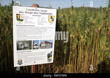 16 août 2018, la Thuringe, Läwitz : chanvre plantes poussent dans le 4,5 hectare labyrinthe de chanvre. Depuis le début du mois de juillet le labyrinthe avec 1,5 millions de plantes a été ouvert dans les locaux d'Vogtlandfaser AG. Le labyrinthe de chanvre a été exposé pour la première fois il y a quatre ans et informe également les clients sur l'utilisation de la plante utile du chanvre. Photo : Jens Buettner/dpa-Zentralbild/ZB Banque D'Images