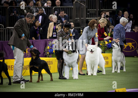 New York, USA. 12 Février, 2019. Les chiens dans le groupe de la concurrence au cours de la 143e Westminster Kennel Club Dog Show au Madison Square Garden de New York, États-Unis, 10 févr. 12, 2019. La 143e assemblée annuelle Westminster Kennel Club Dog Show a conclu mardi, avec le fox terrier fil 'Roi' reçu le Best in Show de cette année. Crédit : Michael Nagle/Xinhua/Alamy Live News Banque D'Images