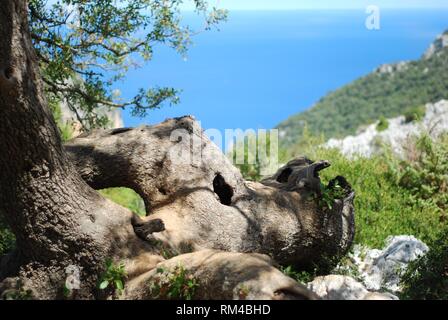 Mer de Sardaigne avec vieil arbre en premier plan Banque D'Images