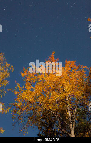 Arbre jaune et ciel étoilé de nuit d'automne Banque D'Images