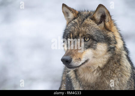 Wolf (Canis lupus) en hiver, Neuhaus, Basse-Saxe, Allemagne Banque D'Images