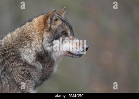 Wolf (Canis lupus) en hiver, Neuhaus, Basse-Saxe, Allemagne Banque D'Images