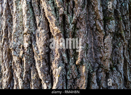 Près de et d'un arbre images artfull Banque D'Images