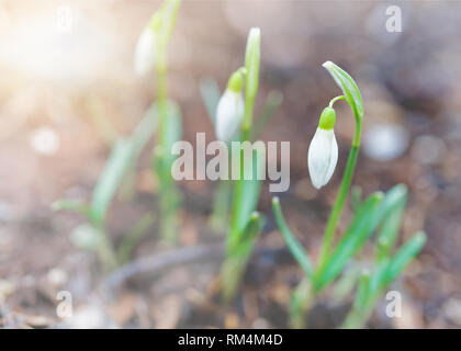 Les perce-neige dans le jardin au printemps. Banque D'Images