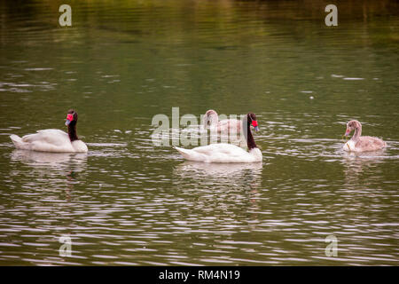 Cygne à cou noir (cygnus melancoryphus) natation masculine et féminine dans l'eau. Photographié dans la Terre de Feu, Argentine Banque D'Images