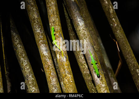 Gecko Phelsuma vert sur un tronc d'arbre. Photographié dans les Seychelles en Octobre Banque D'Images