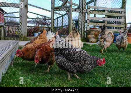 Un low angle shot de poulets dans le jardin qui se nourrissent de larves et autres insectes Banque D'Images