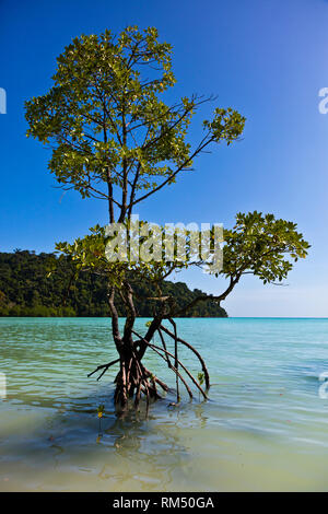 Les mangroves s'épanouir le long du rivage de l'île Mu Ko Surin - Parc National de Mu Koh Surin, Thaïlande Banque D'Images