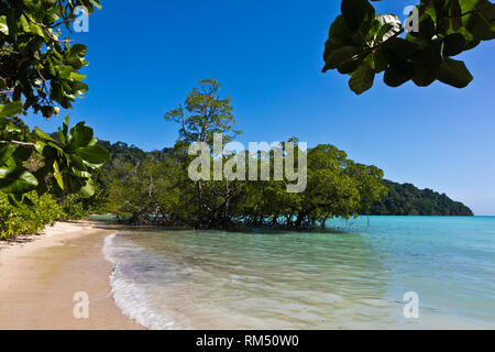 Les mangroves s'épanouir le long du rivage de l'île Mu Ko Surin - Parc National de Mu Koh Surin, Thaïlande Banque D'Images