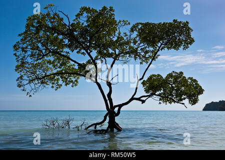 Les mangroves s'épanouir le long du rivage de l'île Mu Ko Surin - Parc National de Mu Koh Surin, Thaïlande Banque D'Images