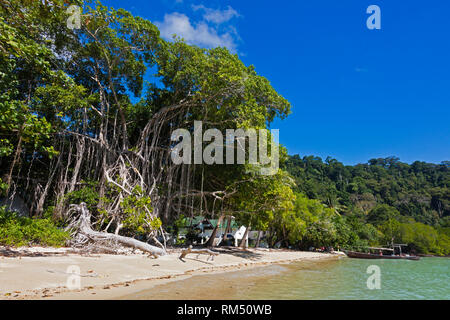 STRANGELER figuiers fleurissent le long du rivage de l'île Mu Ko Surin - Parc National de Mu Koh Surin, Thaïlande Banque D'Images