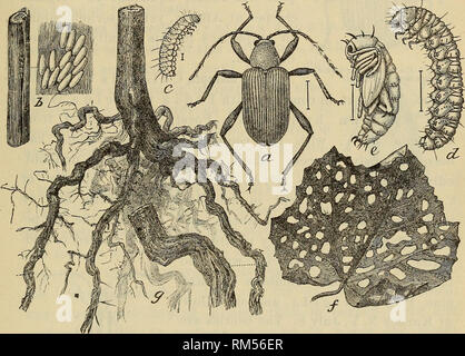 . Rapport annuel de l'administration. New York State Museum ; la science. Rapport de l'État ENTOMOLOGIST 1901733 Grapevine fidia Fidia, viticida Walsh. Ce ravageur est devenu complètement établie dans certains des vignobles sur Ripley N. Y., où elle a déjà détruit plusieurs et est blessé grièvement d'autres. Un examen de la localité infestée au début du mois de septembre 1901 a montré que la zone infestée mal était encore assez limité, bien que les scarabées étaient connus en petit nombre sur une très grande étendue. M. F. A. Morehouse a déclaré qu'il avait trouvé la plus préjudiciable à ces vignes de w Banque D'Images