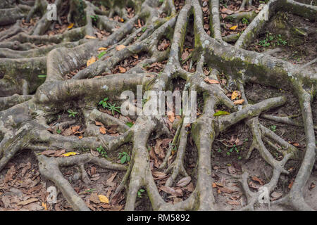 L'ancien et arbre géant dans park Bali, Indonésie Banque D'Images