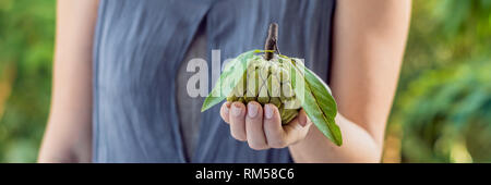 Cheremoya dans de belles femmes sur un fond vert BANNER, format long Banque D'Images