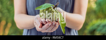 Cheremoya dans de belles femmes sur un fond vert BANNER, format long Banque D'Images