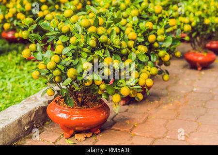 Close up agrumes orange vif sur un arbre, le Kumquat en l'honneur du nouvel an vietnamien. Marché aux fleurs de la nouvelle année lunaire. Le Nouvel An chinois. Le têt Banque D'Images