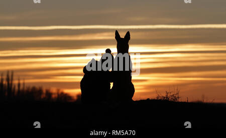 Toucher une photo d'un petit garçon et un chien de la race Berger Belge Malinois sur l'arrière-plan d'un beau coucher du soleil Banque D'Images