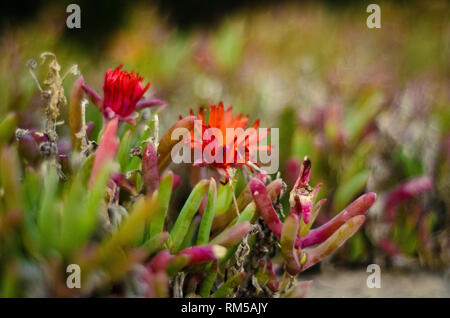 Fleur rouge dans le jardin avec l'arrière-plan flou bon pour l'ajout de texte Banque D'Images