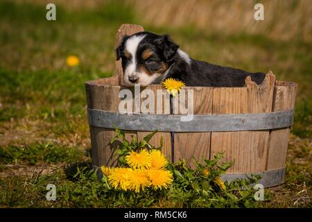 Chiot berger australien dans une baignoire en bois Banque D'Images