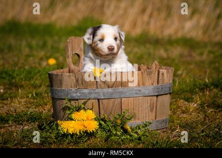 Chiot berger australien dans une baignoire en bois Banque D'Images