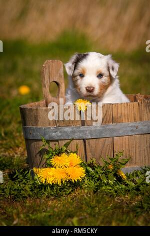 Chiot berger australien dans une baignoire en bois Banque D'Images