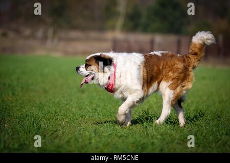 Saint Bernard on meadow Banque D'Images