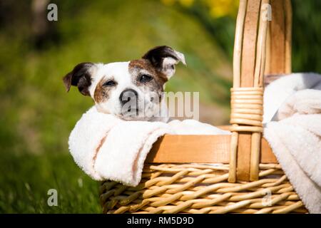 Jack Russell Terrier dans panier Banque D'Images