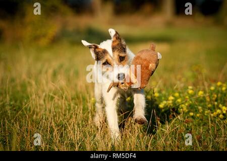 L'exécution de Parson Russell Terrier Banque D'Images