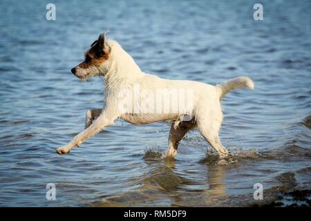 L'exécution de Parson Russell Terrier Banque D'Images