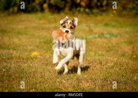 L'exécution de Parson Russell Terrier Banque D'Images