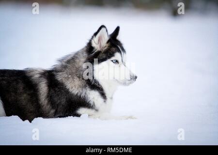 Couché Husky de Sibérie Banque D'Images