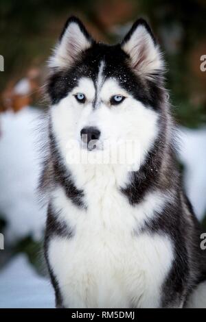 Husky de Sibérie Portrait Banque D'Images