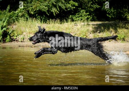 L'exécution de télévision Coated Retriever Banque D'Images