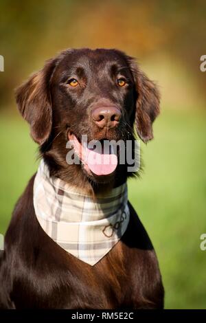 Flat Coated Retriever Portrait Banque D'Images