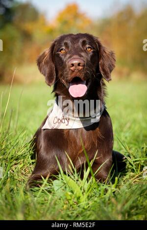 Posé à plat Coated Retriever Banque D'Images