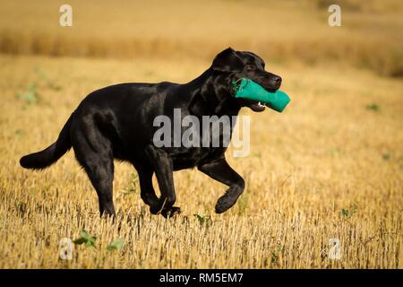 L'exécution de Labrador Retriever Banque D'Images