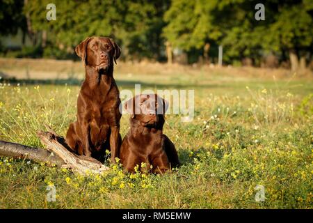 Labrador Retriever couché Banque D'Images