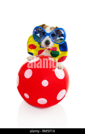 FUNNY DOG habillé en clown. JACK RUSSELL TOUR AVEC UNE BOULE DE CIRQUE. COSTUME de carnaval. ISOALTED TOURNÉ SUR FOND BLANC. Banque D'Images