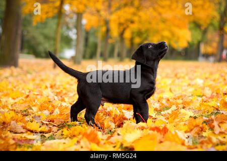 Labrador Retriever chiot Banque D'Images