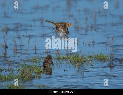 , Carduelis flavirostris Twite, en vol au dessus de l'eau, la baie de Morecambe, Lancashire, UK Banque D'Images