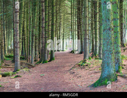 Chemin forestier à Beecraigs Country Park à West Lothian en Écosse , Royaume-Uni Banque D'Images