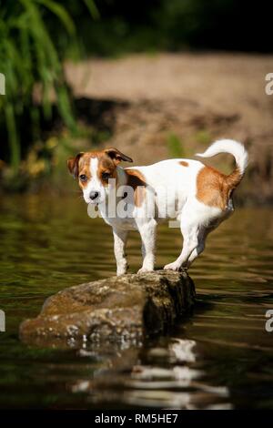 Jack-Russell-Pug-Mongrel permanent Banque D'Images