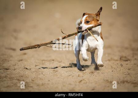L'exécution de Jack-Russell-Pug-Mongrel Banque D'Images