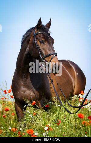 Cheval de Sport allemand Banque D'Images