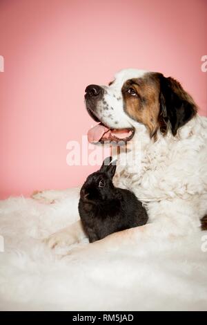 Saint Bernard avec lapin Banque D'Images