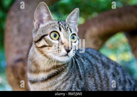 Chaton rayé grimpe un arbre dans le jardin Banque D'Images