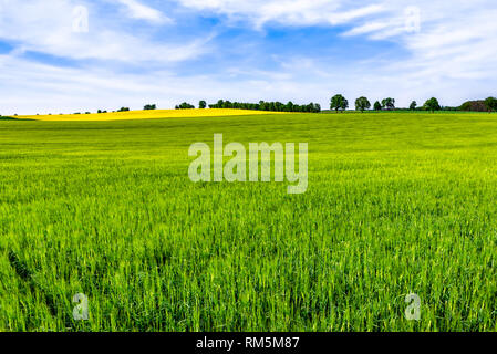 Récolte sur terrain vert et ciel, Paysage de printemps Banque D'Images