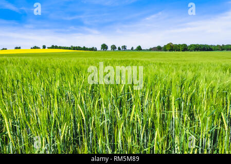 Green farm, paysage avec la récolte de blé sur terrain au printemps ensoleillé Banque D'Images