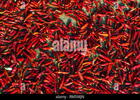 Séchage des piments rouges, Araku, Andhra Pradesh, Inde, Asie Banque D'Images