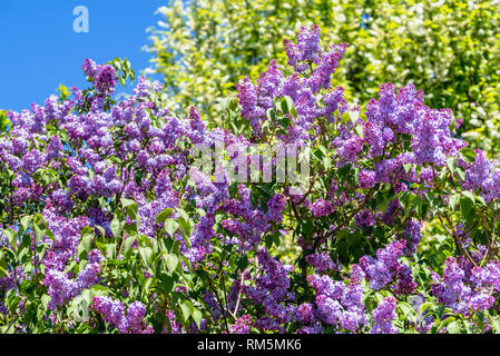 Fleurs de Printemps de lilas, les branches avec des fleurs Banque D'Images